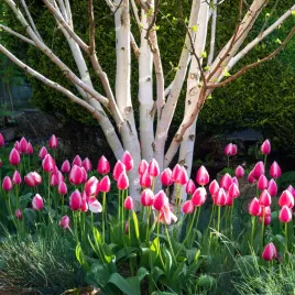 brzoza-pozyteczna-doorenbos-biala-kora-40-60cm-betula-utilis-p13