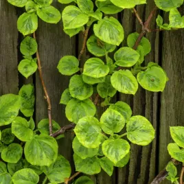 hortensja-pnaca-mirranda-hydrangea-petiolaris-pnacze-do-cienia-poj-2l