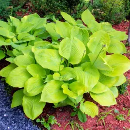 hosta-sum-and-substance-hosta-zlote-liscie-doniczka-2-5l