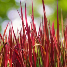 imperata-cylindryczna-red-baron-imperata-cylindrica-czerwona-trawa-1-0l