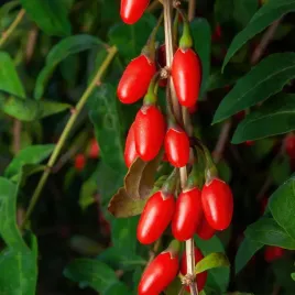 jagoda-goji-big-berry-duze-owoce-lycium-barbarum-doniczka-2-0l