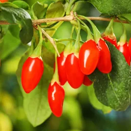 jagoda-goji-new-big-duze-jagody-lycium-barbarum-doniczka-2-0l