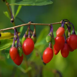 jagoda-goji-sweet-berry-slodkie-owoce-lycium-barbarum-doniczka-2-0l