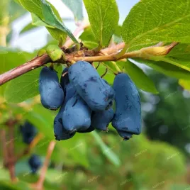 jagoda-kamczacka-karina-plenna-w-doniczce-duze-owoce-lonicera-caerulea