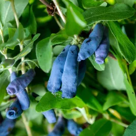 jagoda-kamczacka-zojka-plenna-w-doniczce-duze-owoce-lonicera-caerulea