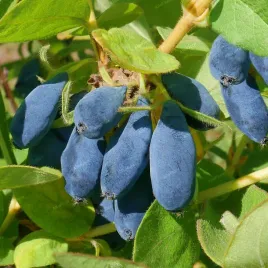 jagoda-kamczacka-bardzo-wczesna-morena-duze-owoce-lonicera-caerulea