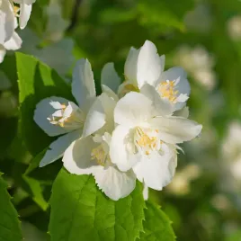 jasminowiec-wonny-rosamunde-philadelphus-coronarius-doniczka-2-0l