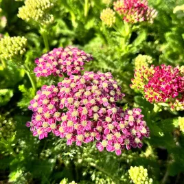 krwawnik-pospolity-rozowy-desert-eve-deep-rose-achillea-millefolium