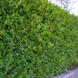 laurowisnia-wschodnia-otto-luyken-doniczka-1-litr-prunus-laurocerasus