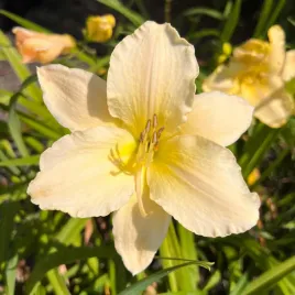 liliowiec-arctic-snow-hemerocallis-p13