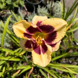 liliowiec-calico-jack-hemerocallis-p13