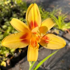 liliowiec-double-happiness-hemerocallis-p13