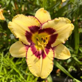 liliowiec-el-desperado-hemerocallis-p13