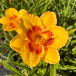 liliowiec-fooled-me-hemerocallis-p13