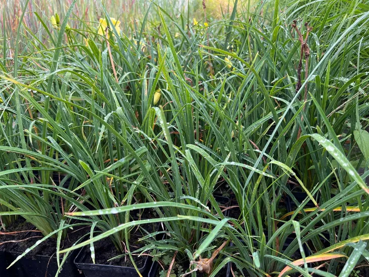 liliowiec-fragrant-reflection-hemerocallis-p13-roslina-w-postaci-sadzonka-w-pojemniku-2-3l