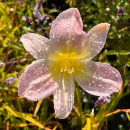 liliowiec-hall-s-pink-hemerocallis-p13