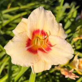 liliowiec-pandora-s-box-hemerocallis-p13