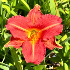 liliowiec-czerwony-red-rum-w-doniczce-2l-hemerocallis-p13