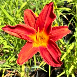 liliowiec-czerwony-torrid-w-doniczce-2l-hemerocallis-p13