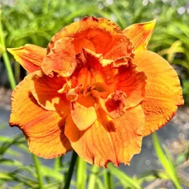 liliowiec-pomaranczowy-mary-brown-w-doniczce-2l-hemerocallis-p13