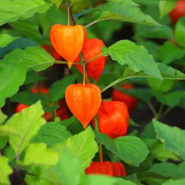 miechunka-rozdeta-physalis-franchetii-czerwone-lampiony-doniczka-2-0l