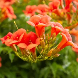 milin-pomaranczowy-amerykanski-ursynow-campsis-radicans-doniczka-2-0l