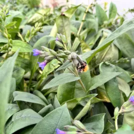 miodunka-waskolistna-blue-ensign-pulmonaria-angustifolia-duza