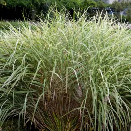 miskant-rigoletto-bialo-zielone-liscie-miscanthus-sinensis-doniczka-2l