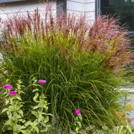 miskant-chinski-huron-sunrise-miscanthus-sinnesis
