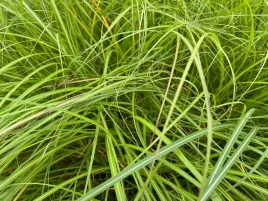 miskant-chinski-krater-miscanthus-sinnesis-p13