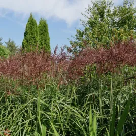 miskant-chinski-malepartus-miscanthus-sinnesis