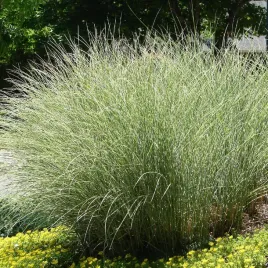 miskant-chinski-morning-light-miscanthus-sinensis-doniczka-2-0l