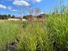 miskant-chinski-rotfuchs-miscanthus-p13