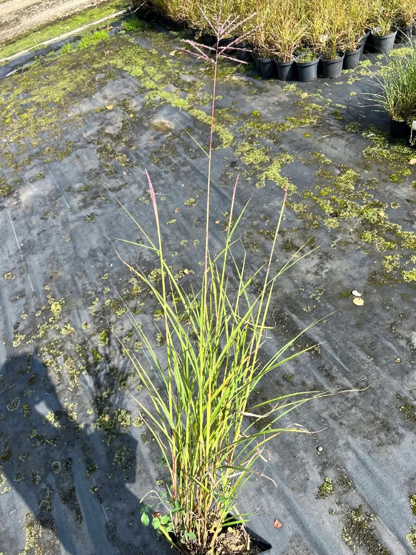 miskant-chinski-rotfuchs-miscanthus-p13