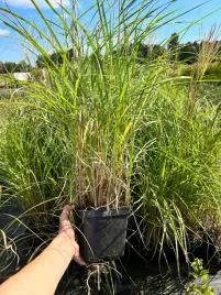 miskant-chinski-samurai-miscanthus-p13