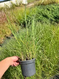 miskant-chinski-yakushima-miscanthus-sinnesis