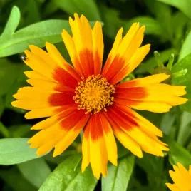 nachylek-wielkokwiatowy-uptick-gold-and-bronze-coreopsis-grandiflora
