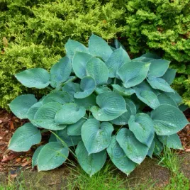 funkia-hosta-blue-moon-w-doniczce-2-0l-niebieskie-liscie