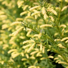 cis-pospolity-elegantissima-taxus-baccata-doniczka-2-5l