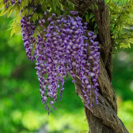 glicynia-kwiecista-ludwik-lawin-wisteria-floribunda-ludwig-doniczka-2l