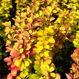 berberys-thunberga-red-gold-berberis-thunbergii-poj-1-0l