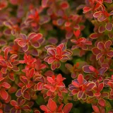 berberys-thunberga-ruby-star-berberis-thunbergii-doniczka-2-0l