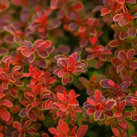 berberys-thunberga-ruby-star-berberis-thunbergii-doniczka-2-0l