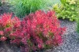 berberys-thunberga-ruby-star-berberis-thunbergii-doniczka-2-0l-rodzaj-rosliny-berberysy