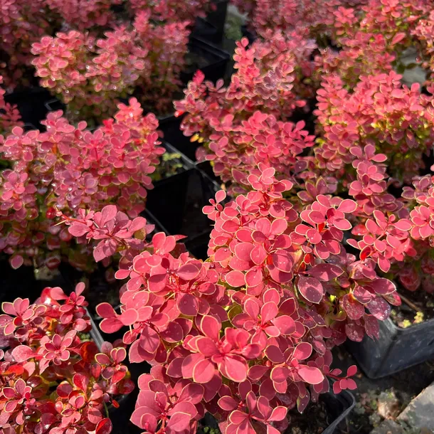 berberys-thunberga-ruby-star-berberis-thunbergii-doniczka-2-0l-roslina-w-postaci-sadzonka-w-pojemniku-1-2l