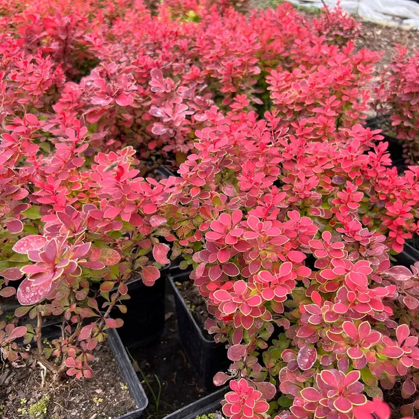 berberys-thunberga-ruby-star-berberis-thunbergii-doniczka-2-0l-styl-ogrod-skalny-ogrod-japonski-ogrod-wiejski-ogrod-nowoczesny-ogrod-srodziemnomorski