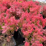 berberys-thunberga-ruby-star-berberis-thunbergii-doniczka-2-0l-styl-ogrod-skalny-ogrod-japonski-ogrod-wiejski-ogrod-nowoczesny-ogrod-srodziemnomorski