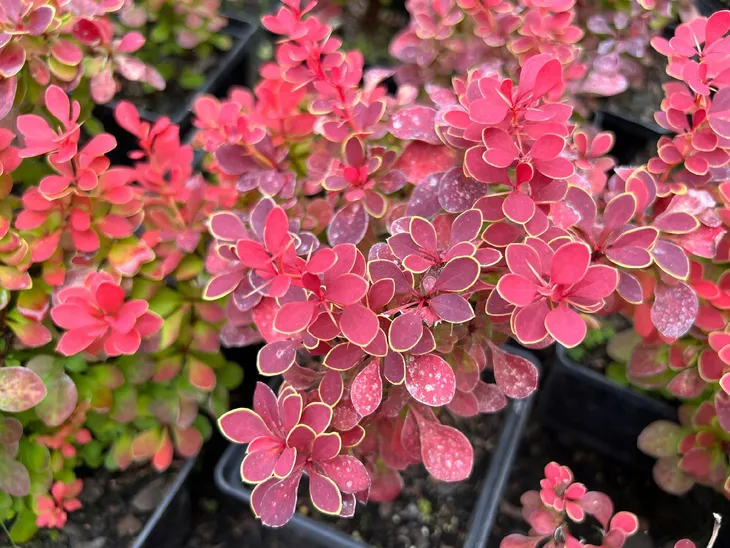 berberys-thunberga-ruby-star-berberis-thunbergii-doniczka-2-0l-stan-opakowania-oryginalne