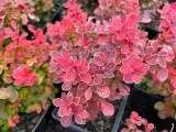 berberys-thunberga-ruby-star-berberis-thunbergii-doniczka-2-0l-stan-opakowania-oryginalne