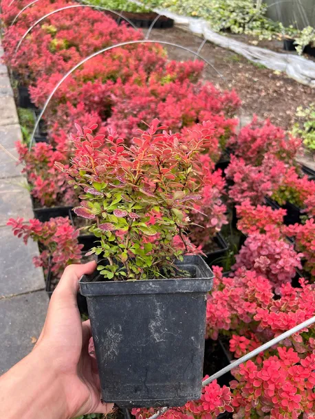 berberys-thunberga-ruby-star-berberis-thunbergii-doniczka-2-0l-cechy-charakterystyczne-rzadko-spotykane-przyjazne-dla-zwierzat-proste-w-pielegnacji-lubiace-slonce